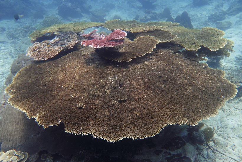 Processed coral head